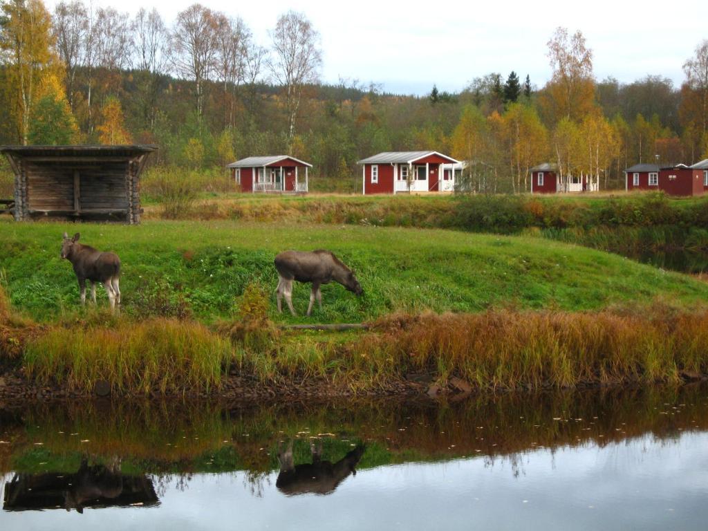 Klaraelvens Camping Stollet Exterior photo
